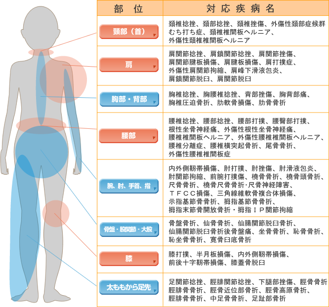捻挫 腰 の イラスト図解「腰の構造」／骨,椎間板,筋肉,靭帯,関節,神経の位置・名称・働き